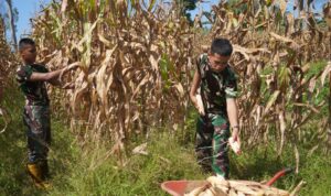 Korem 012/TU Dukung Swasembada Pangan dengan Panen Jagung