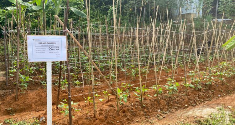 Lapas Kotabaru Berhasil Tingkatkan Ketahanan Pangan Lewat Program Pertanian dan Perikanan