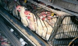 ayam petelur Ayam-petelur dalam kandangnya. Foto: Dialoguejakarta.com/R. Fadjri.