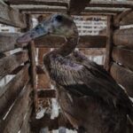 Bebek terkurung di Kandang Baterai yang sempit. Foto: dialoguejakarta.com/ilustrasi