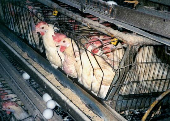 ayam petelur Ayam-petelur dalam kandangnya. Foto: Dialoguejakarta.com/R. Fadjri.